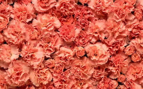 where to buy carnations